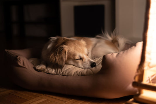 犬の睡眠ってどうなってるの？メカニズムと適切な睡眠環境をご紹介